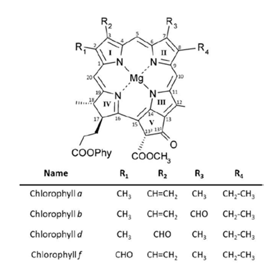 Advanced Optical Spectroscopy of the Chlorophylls