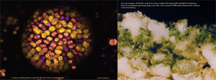 The Photosystems of Chroococcidiopsis thermalis