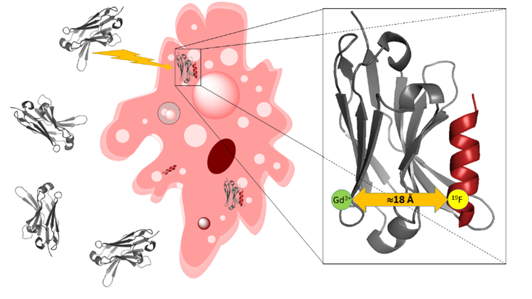 Detecting protein complexation in cells using High-Field Electron Paramagnetic Resonance