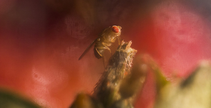 Fruit_Fly.png
