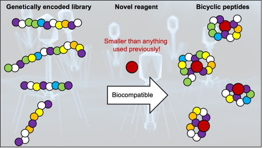 Genetically encoded bicyclic peptides