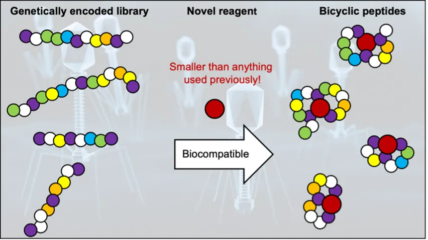 Genetically encoded bicyclic peptides