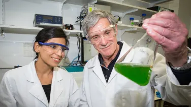 Bachelor degrees &amp; honours